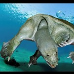 Chinease soft shell turtle